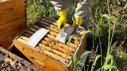 Honey bee hives getting formic acid-based treatment Honey bee hives getting formic acid-based treatment