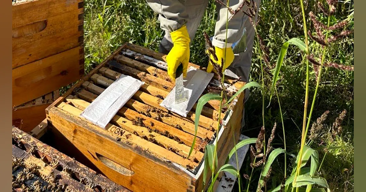 BASF, NOD Apiary Products Expand Collaboration on Honey Bee Health ...