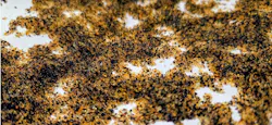 Ion exchange resin beads. Ion exchange resin beads.